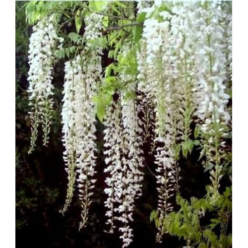 Wisteria Floribunda Alba | Wholesale Plants
