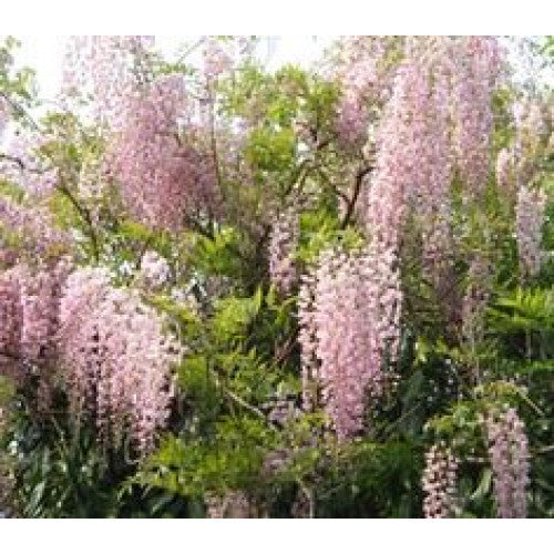 Wisteria Floribunda Pink | Wholesale Plants