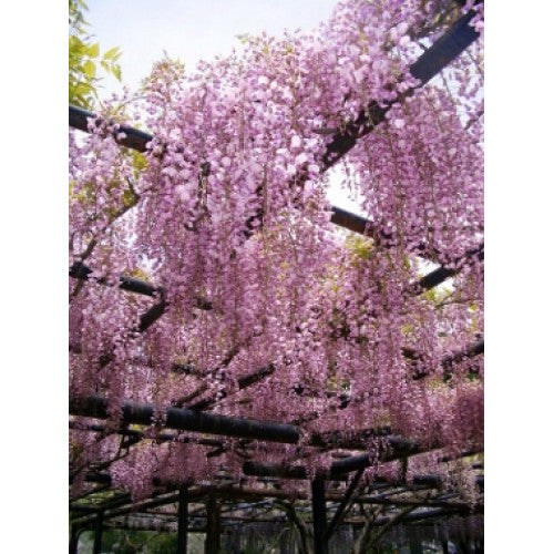 Wisteria Floribunda Pink | Wholesale Plants
