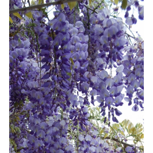 Wisteria Sinensis Blue/purple | Wholesale Plants