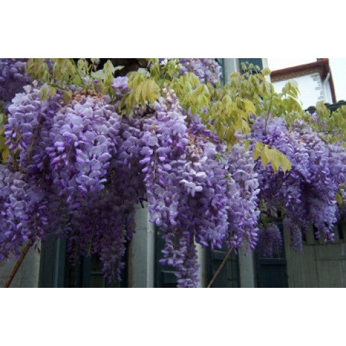 Wisteria Sinensis Blue/purple | Wholesale Plants